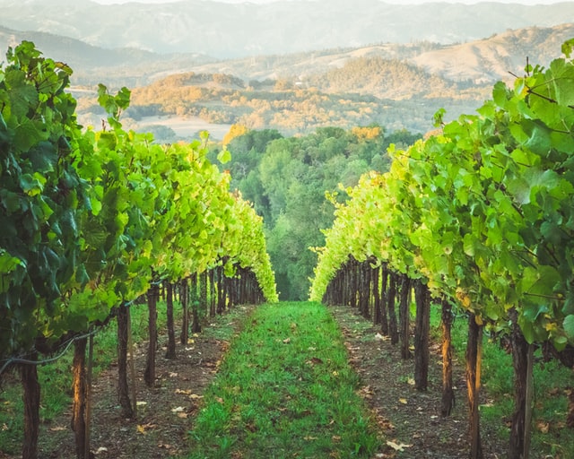 vineyard photo